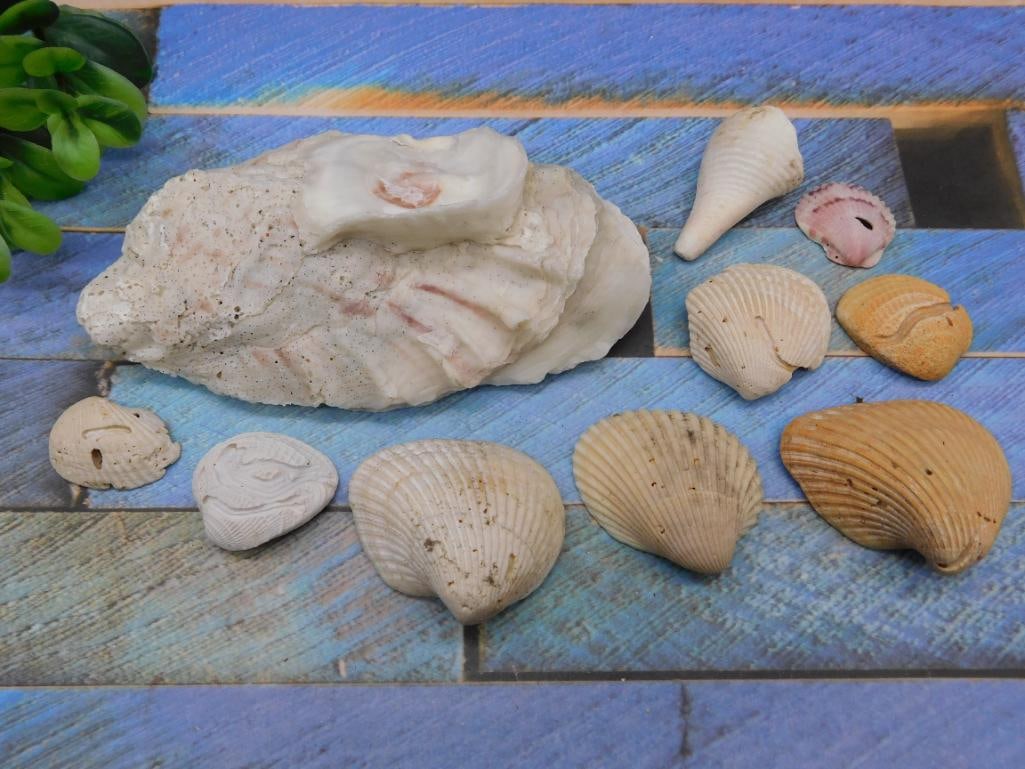 SEA SHELLS: SEA SHELLS