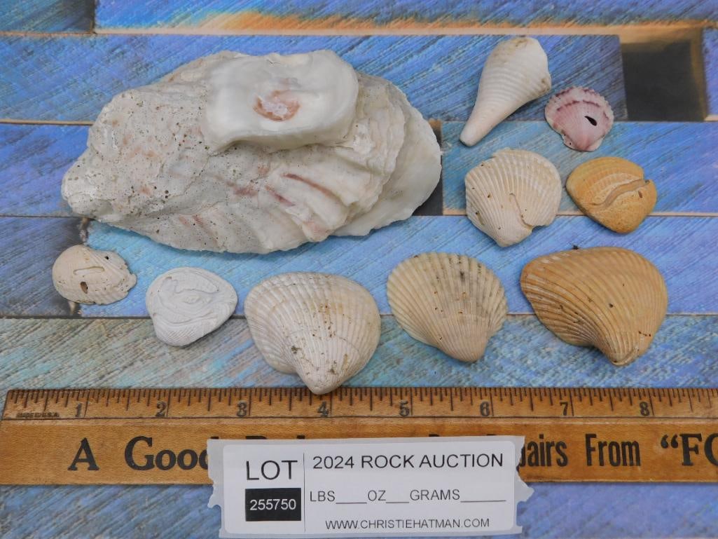 SEA SHELLS - 2