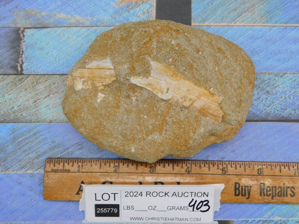 FOSSIL IN MATRIX ROCK STONE LAPIDARY SPECIMEN - 2