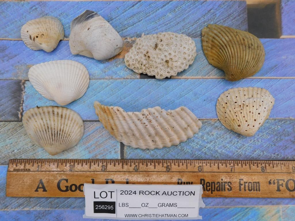 SEA SHELLS - 2