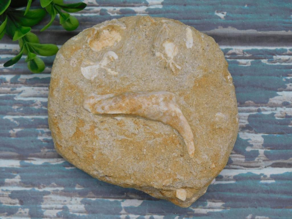 FOSSIL IN MATRIX ROCK STONE LAPIDARY SPECIMEN (1 of 2)