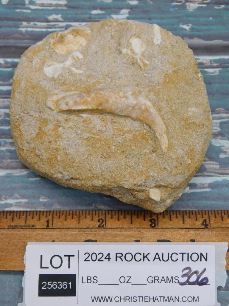 FOSSIL IN MATRIX ROCK STONE LAPIDARY SPECIMEN - 2