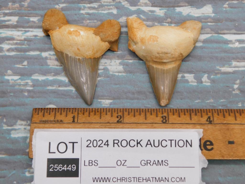 SHARK TEETH ROCK STONE LAPIDARY SPECIMEN - 2