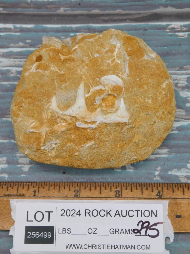 FOSSIL IN MATRIX ROCK STONE LAPIDARY SPECIMEN - 2