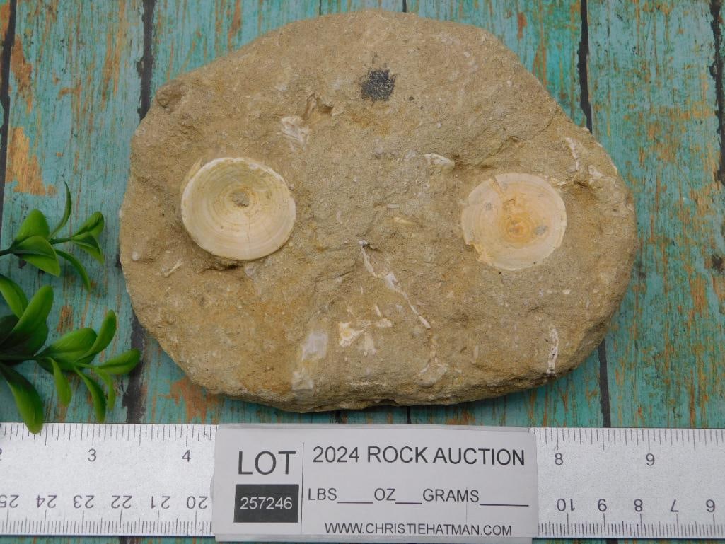 FOSSIL IN MATRIX ROCK STONE LAPIDARY SPECIMEN - 2