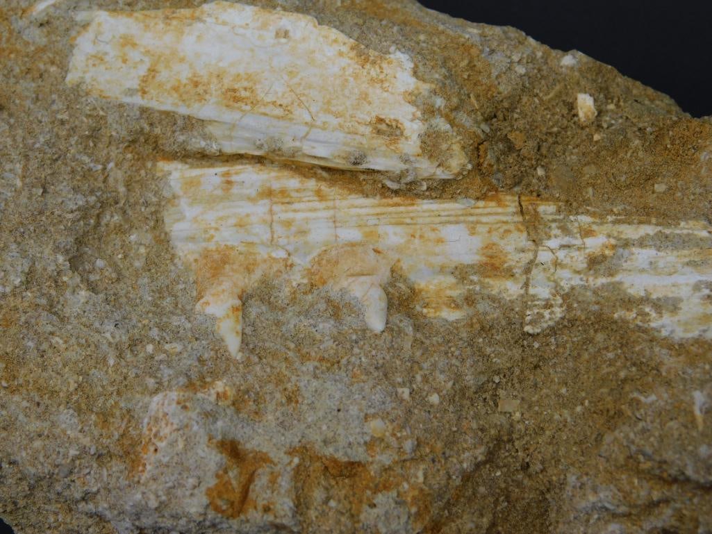 FOSSIL IN MATRIX ROCK STONE LAPIDARY SPECIMEN - 2