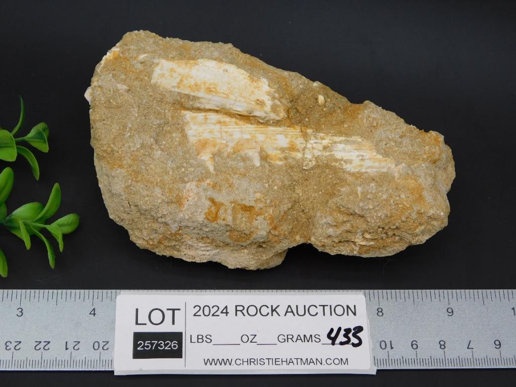 FOSSIL IN MATRIX ROCK STONE LAPIDARY SPECIMEN - 3