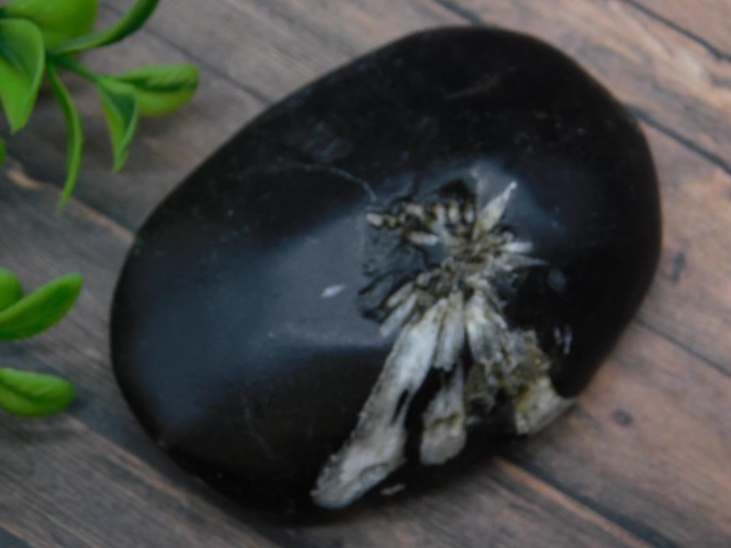 CHRYSANTHEMUM ROCK STONE LAPIDARY SPECIMEN: CHRYSANTHEMUM ROCK STONE LAPIDARY SPECIMEN - Part of our Discover Twilight Bazaar, Crystals and Gems auction at HATMAN'S Auctions! Please see photos for measurements and condition. YES, we have