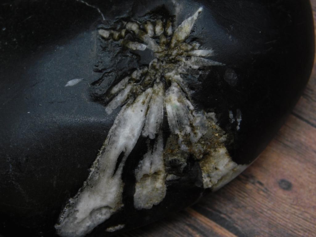 CHRYSANTHEMUM ROCK STONE LAPIDARY SPECIMEN - 2
