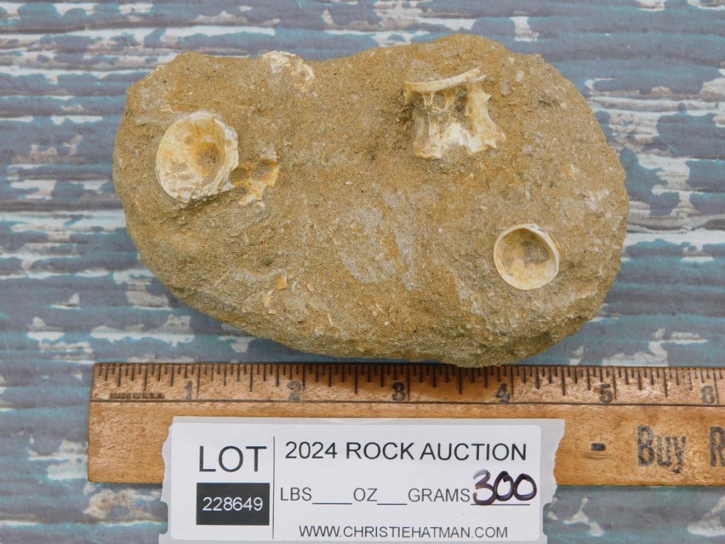 FOSSILS IN MATRIX ROCK STONE LAPIDARY SPECIMEN - 2