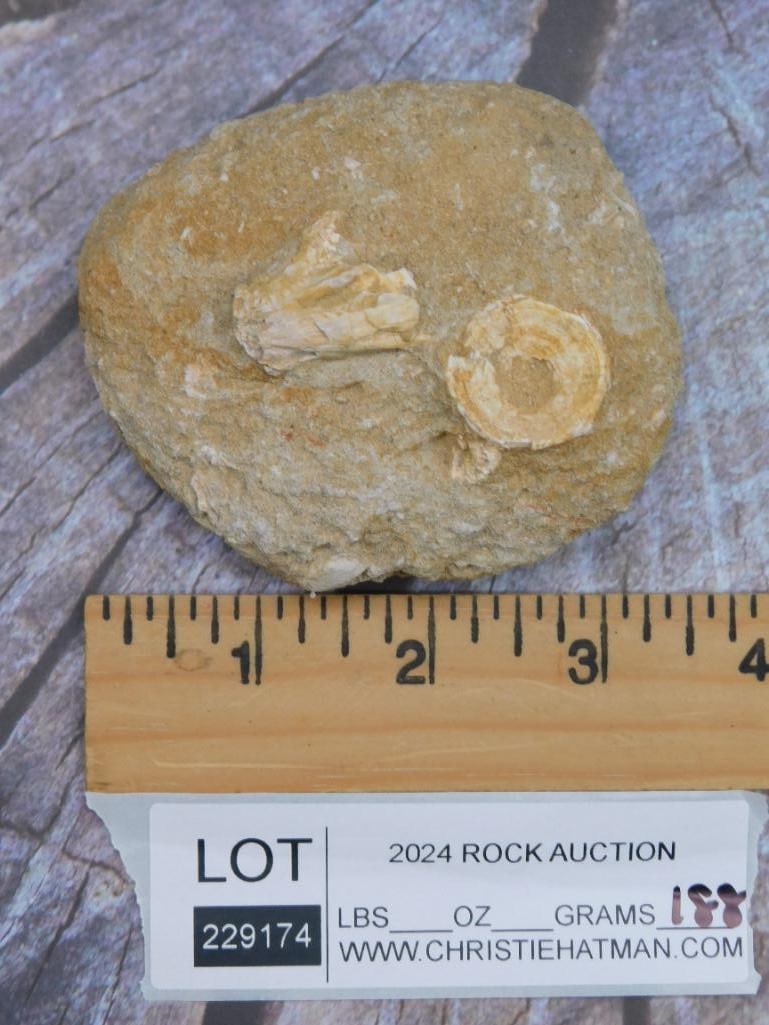 FOSSILS IN MATRIX ROCK STONE LAPIDARY SPECIMEN - 2