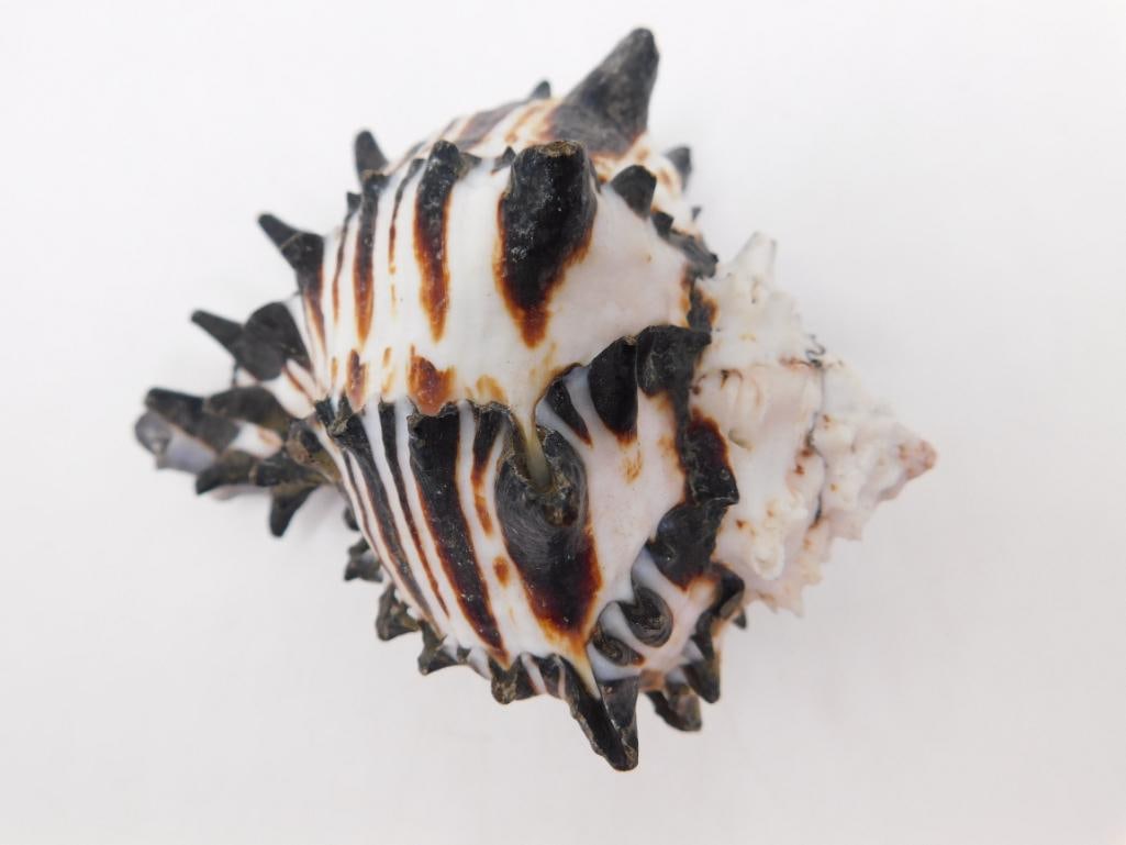 BLACK MUREX SHELL ROCK STONE LAPIDARY SPECIMEN - 2