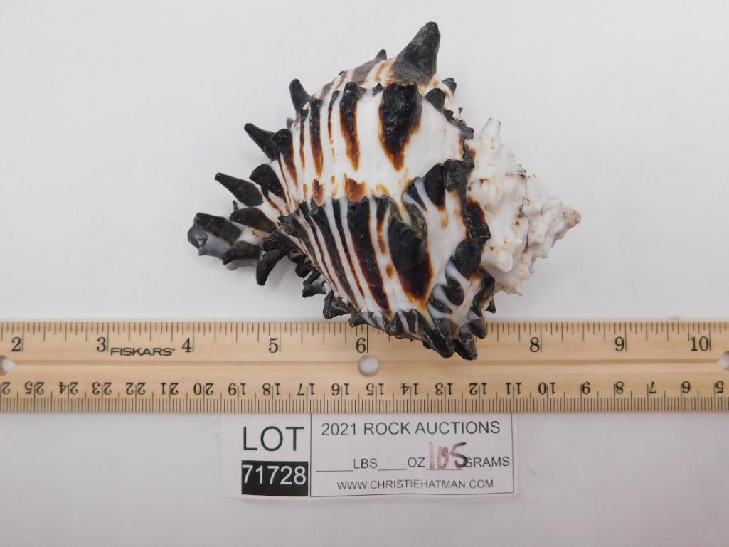 BLACK MUREX SHELL ROCK STONE LAPIDARY SPECIMEN - 3