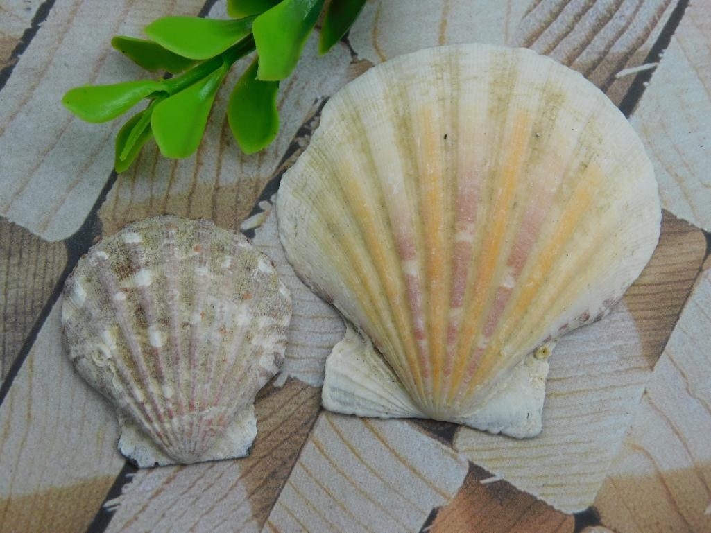 SCALLOP SHELLS ROCK STONE LAPIDARY SPECIMEN: SCALLOP SHELLS ROCK STONE LAPIDARY SPECIMEN — Part of our Discover Curiosity Shop, Crystals and Gems auction at HATMAN'S Auctions! Please see photos for measurements and condition. YES, we have in-h