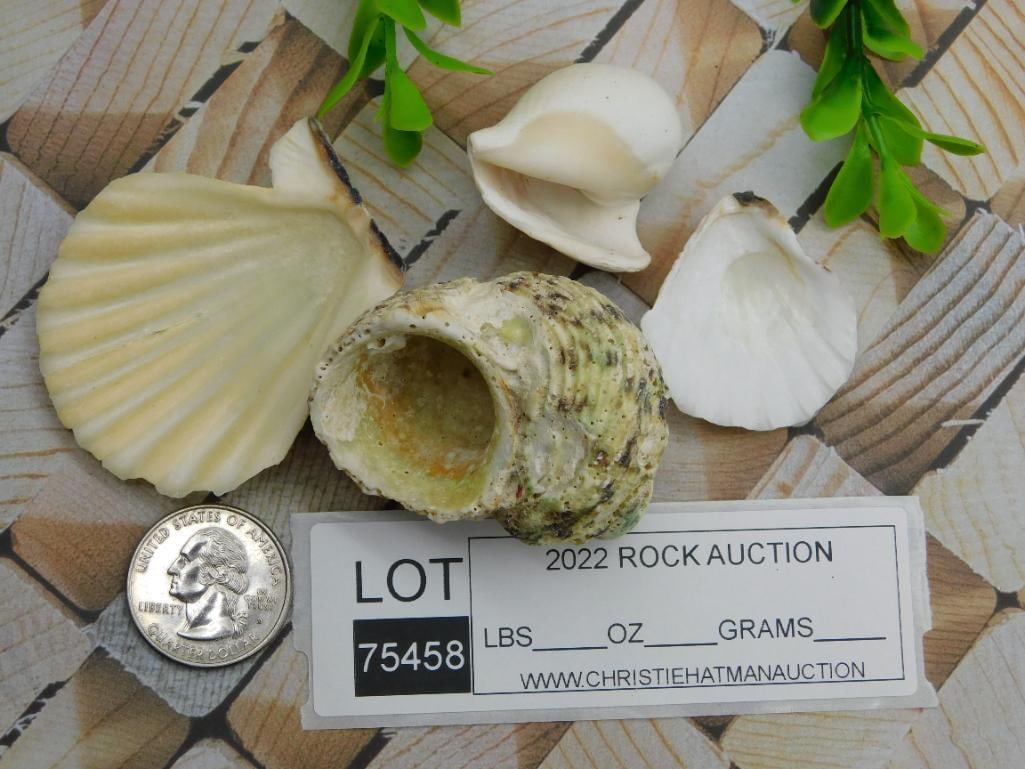 SEA SHELLS ROCK STONE LAPIDARY SPECIMEN - 2