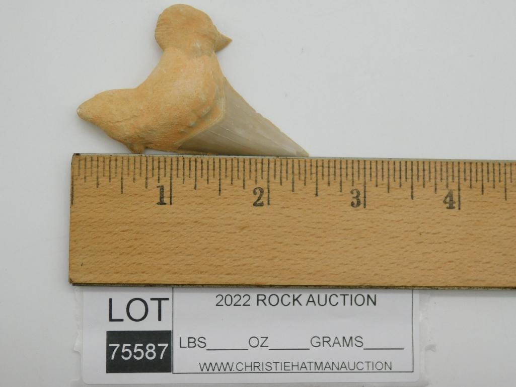 SHARK TOOTH - 2