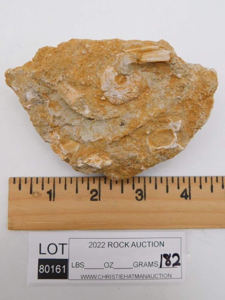 DINOSAUR BONE IN MATRIX ROCK STONE LAPIDARY SPECIMEN - 2