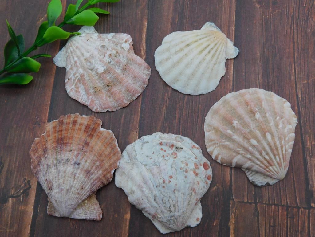 SCALLOP SHELLS: SCALLOP SHELLS — Part of our Discover Curiosity Shop, Crystals and Gems auction at HATMAN'S Auctions! Please see photos for measurements and condition. YES, we have in-house shipping! We have MANY