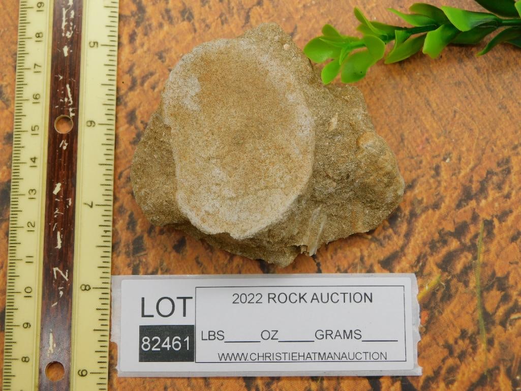 DINOSAUR BONE IN MATRIX ROCK STONE LAPIDARY SPECIMEN - 2
