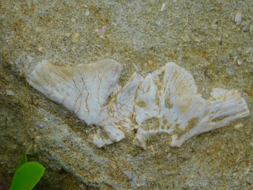 DINOSAUR BONE IN MATRIX ROCK STONE LAPIDARY SPECIMEN - 2