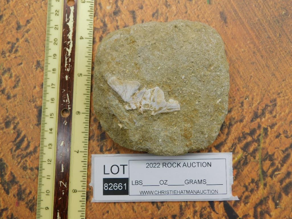 DINOSAUR BONE IN MATRIX ROCK STONE LAPIDARY SPECIMEN - 3