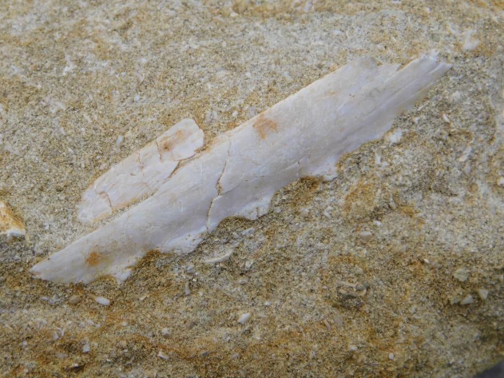 DINOSAUR BONE IN MATRIX ROCK STONE LAPIDARY SPECIMEN - 2