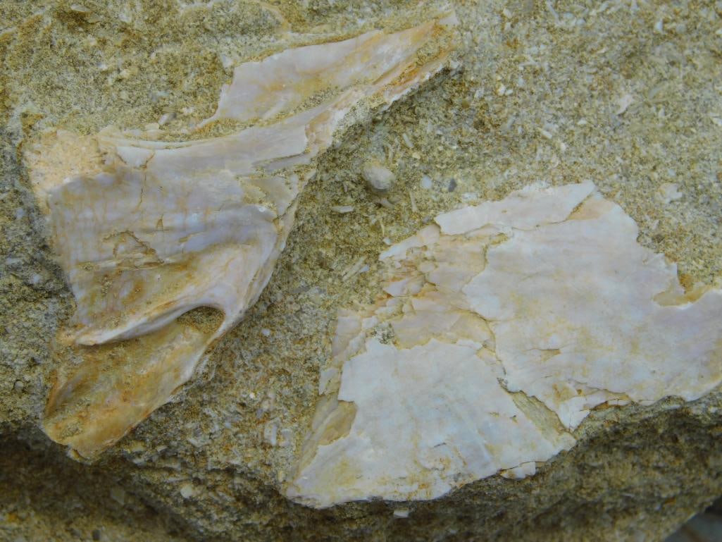 DINOSAUR BONE IN MATRIX ROCK STONE LAPIDARY SPECIMEN - 2