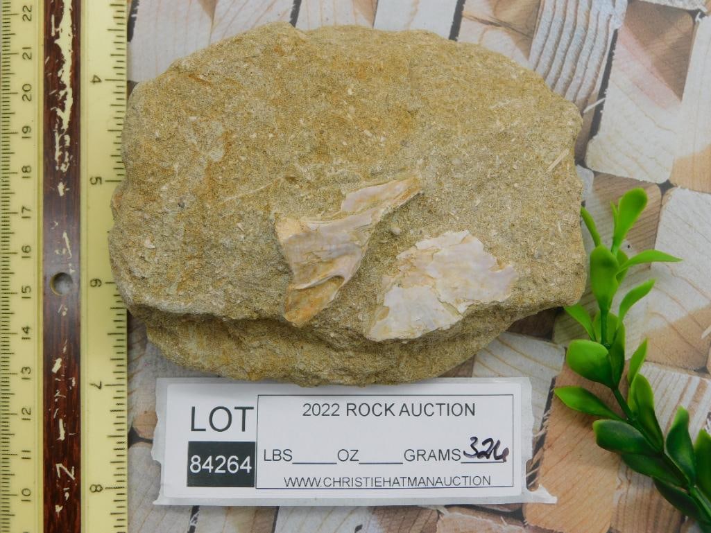 DINOSAUR BONE IN MATRIX ROCK STONE LAPIDARY SPECIMEN - 3