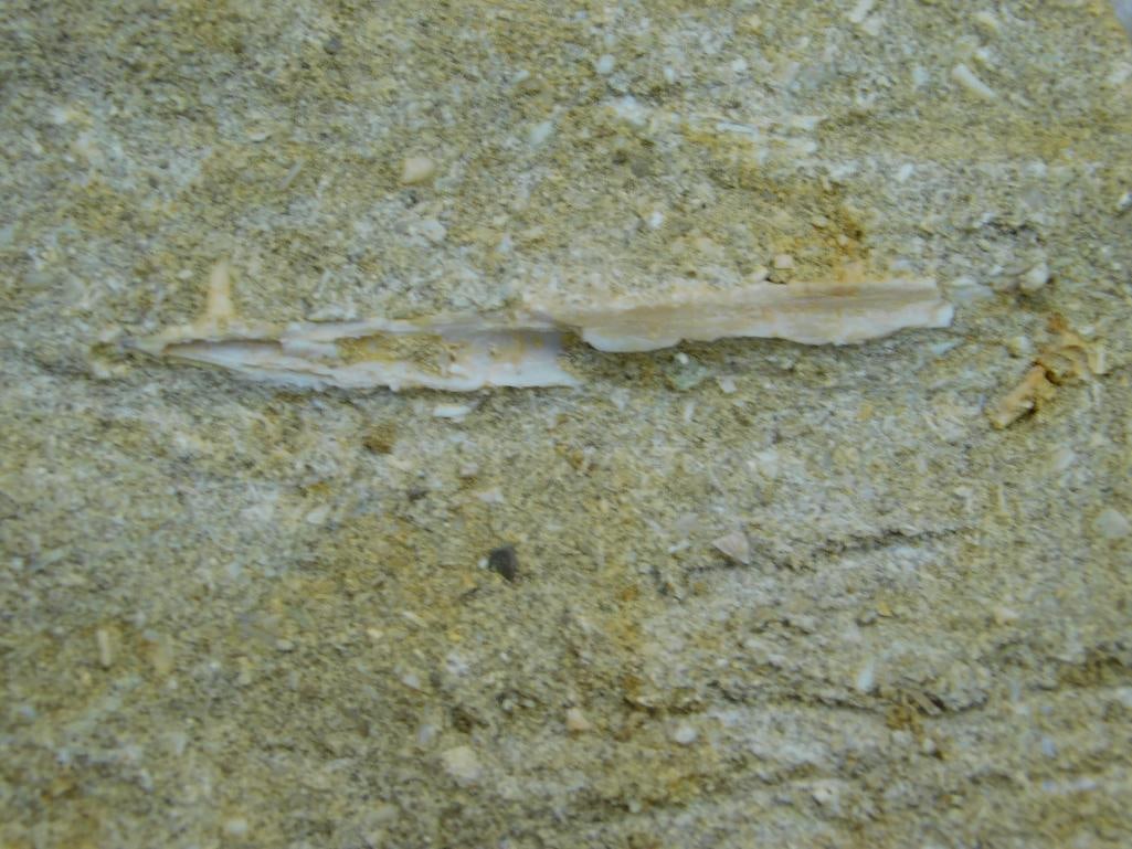 DINOSAUR BONE IN MATRIX ROCK STONE LAPIDARY SPECIMEN - 2