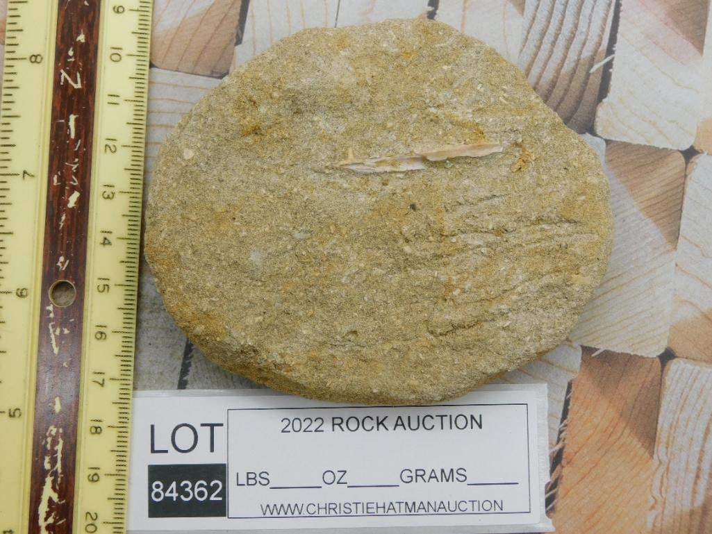 DINOSAUR BONE IN MATRIX ROCK STONE LAPIDARY SPECIMEN - 3
