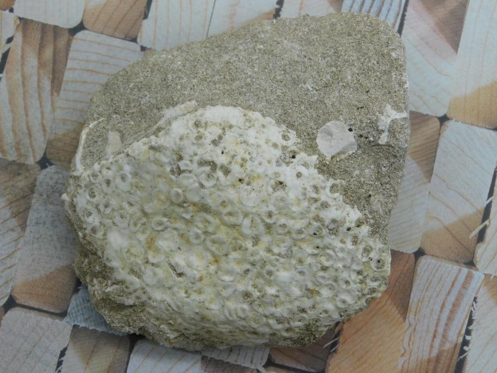 FOSSILIZED CORAL ROCK STONE LAPIDARY SPECIMEN: FOSSILIZED CORAL ROCK STONE LAPIDARY SPECIMEN — Part of our Discover Curiosity Shop, Crystals and Gems auction at HATMAN'S Auctions! Please see photos for measurements and condition. YES, we have