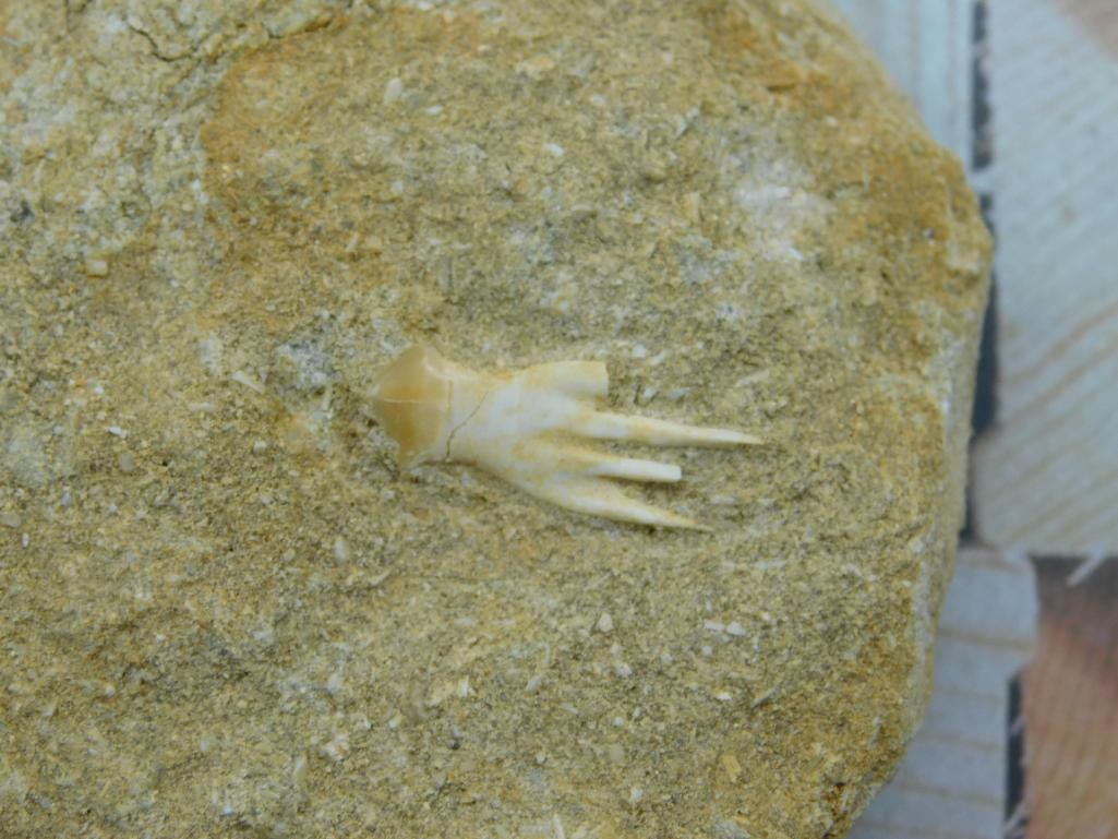 DINOSAUR BONE IN MATRIX ROCK STONE LAPIDARY SPECIMEN - 2