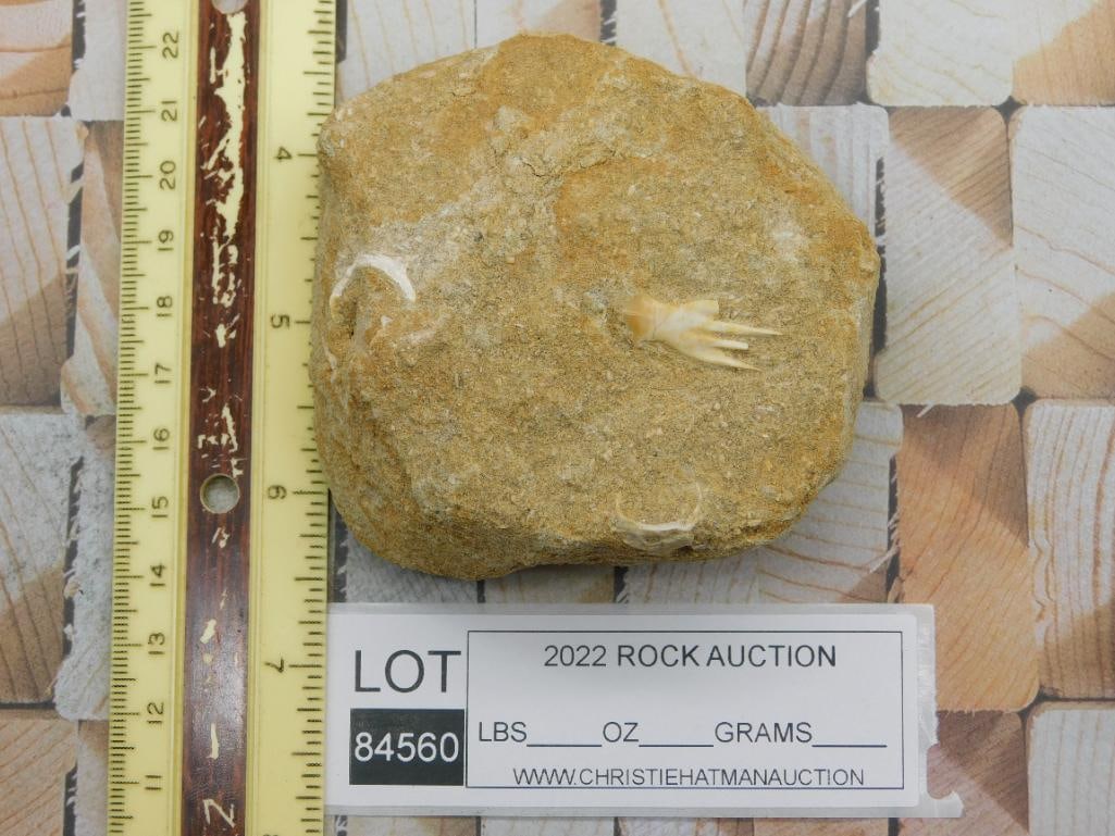 DINOSAUR BONE IN MATRIX ROCK STONE LAPIDARY SPECIMEN - 3