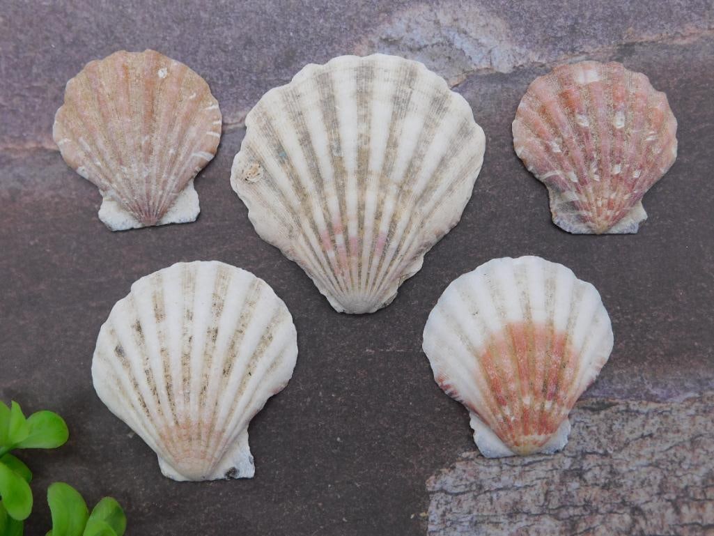 SCALLOP SHELLS: SCALLOP SHELLS — Part of our Discover Curiosity Shop, Crystals and Gems auction at HATMAN'S Auctions! Please see photos for measurements and condition. YES, we have in-house shipping! We have MANY R