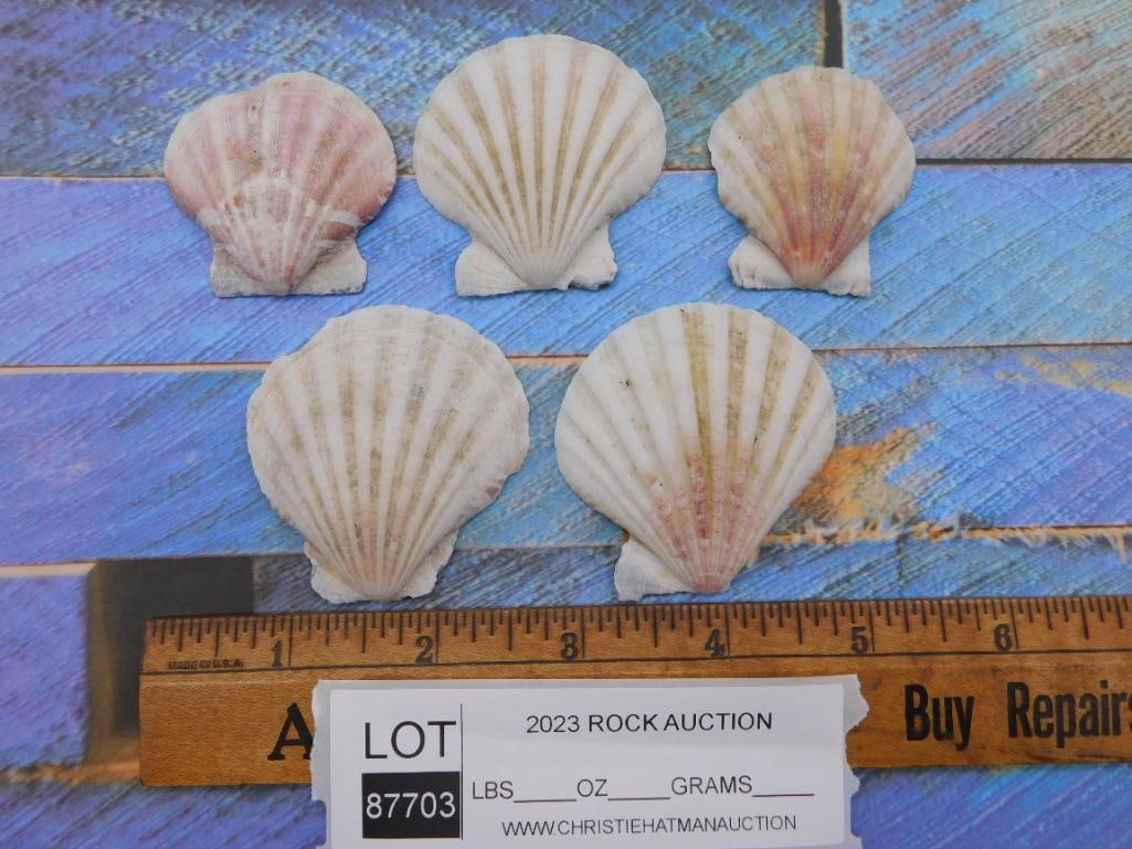 SCALLOP SHELLS: SCALLOP SHELLS — Part of our Discover Curiosity Shop, Crystals and Gems auction at HATMAN'S Auctions! Please see photos for measurements and condition. YES, we have in-house shipping! We have MANY