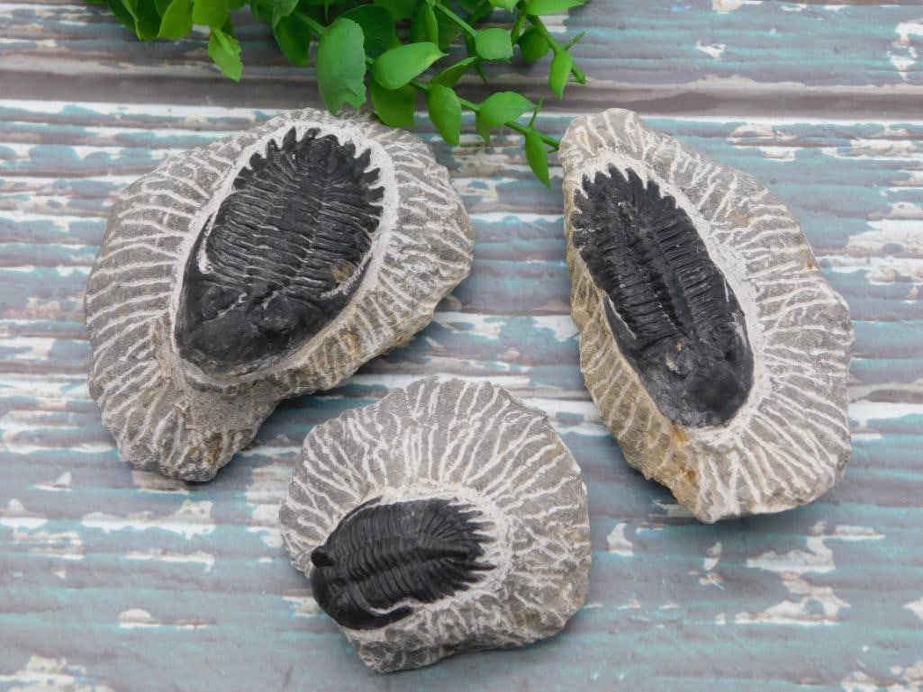 TRILOBITE FOSSILS ROCK STONE LAPIDARY SPECIMEN (1 of 4)