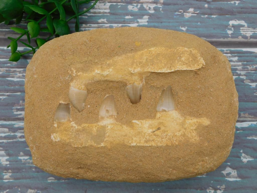 2 POUND MOSASAUR FOSSIL ROCK STONE LAPIDARY SPECIMEN (1 of 2)