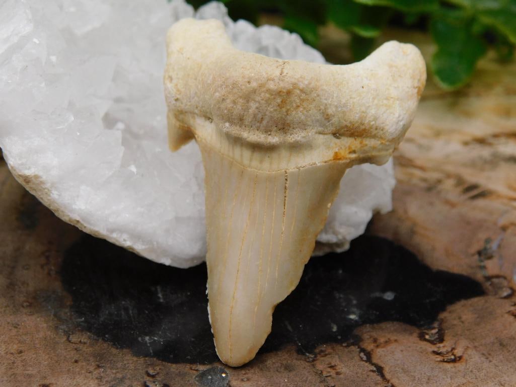 JEWELRY SALE! ROCK STONE LAPIDARY SPECIMEN (1 of 2)