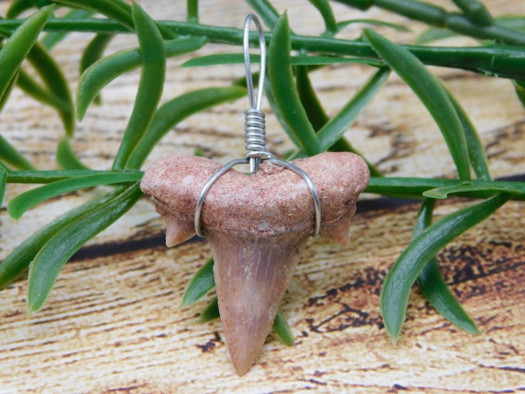 SHARK TOOTH PENDANT ROCK STONE LAPIDARY SPECIMEN: SHARK TOOTH PENDANT ROCK STONE LAPIDARY SPECIMEN - Part of our Discover Silver Lining, Crystals and Gems auction at HATMAN'S Auctions! Please see photos for measurements and condition. YES, we have
