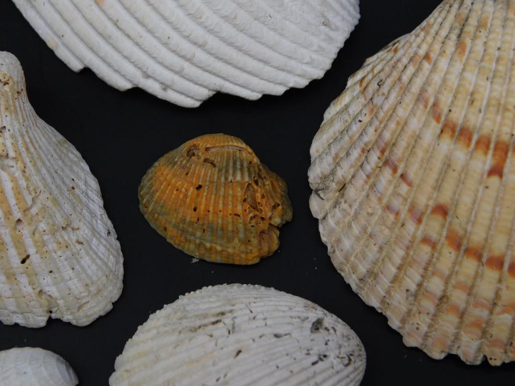 SEA SHELLS: SEA SHELLS — Part of our Discover Mystic Finds, Crystals and Gems auction at HATMAN'S Auctions! Please see photos for measurements and condition. YES, we have in-house shipping! We have MANY REPEAT 