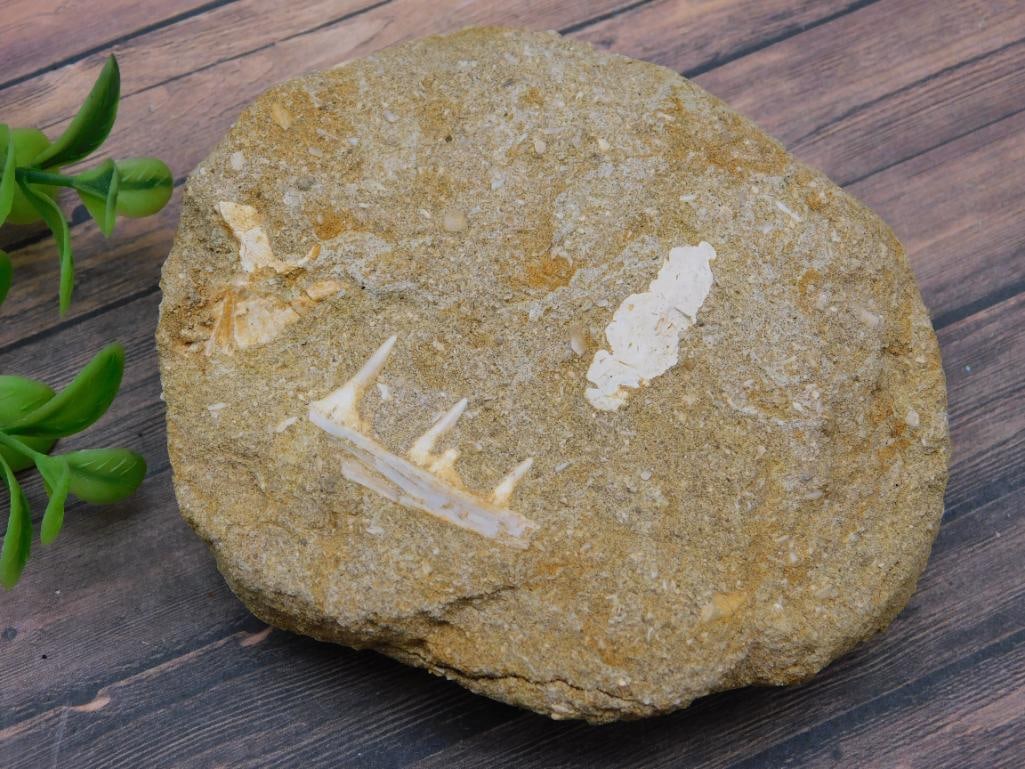 FOSSIL IN MATRIX ROCK STONE LAPIDARY SPECIMEN: FOSSIL IN MATRIX ROCK STONE LAPIDARY SPECIMEN — Part of our Discover Mystic Finds, Crystals and Gems auction at HATMAN'S Auctions! Please see photos for measurements and condition. YES, we have in-h