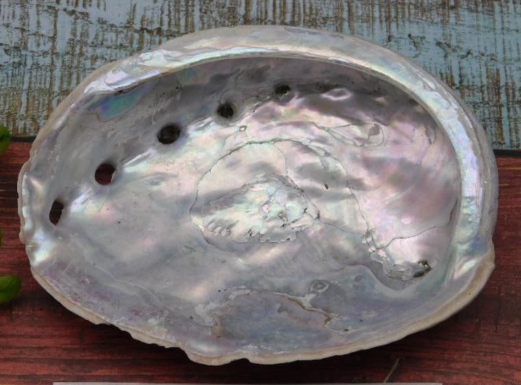 ABALONE SHELL: ABALONE SHELL — Part of our Discover Mystic Finds, Crystals and Gems auction at HATMAN'S Auctions! Please see photos for measurements and condition. YES, we have in-house shipping! We have MANY