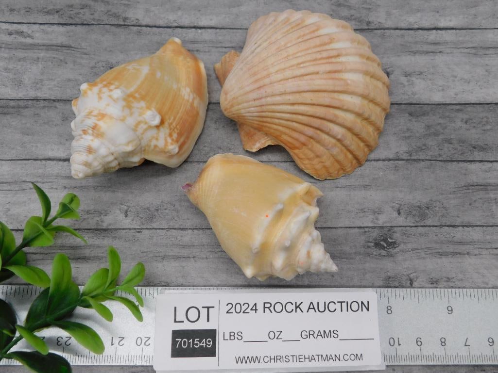 SEA SHELLS - 2