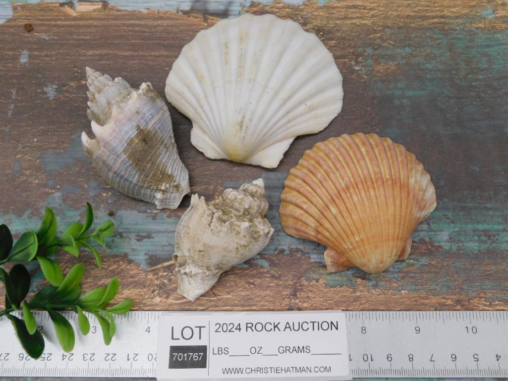 SEA SHELLS - 2