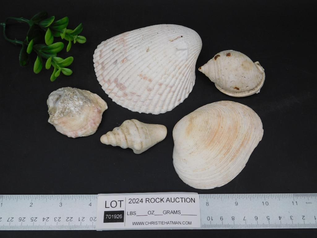SEA SHELLS - 2