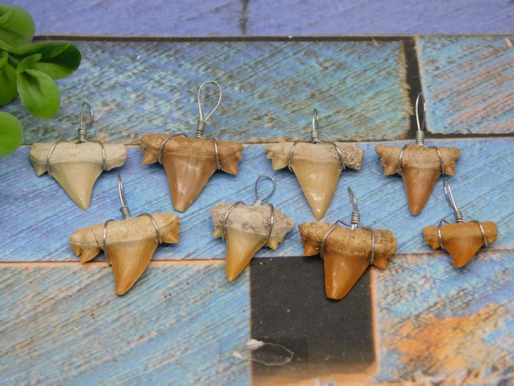 SHARK TEETH PENDANTS ROCK STONE LAPIDARY SPECIMEN (1 of 2)