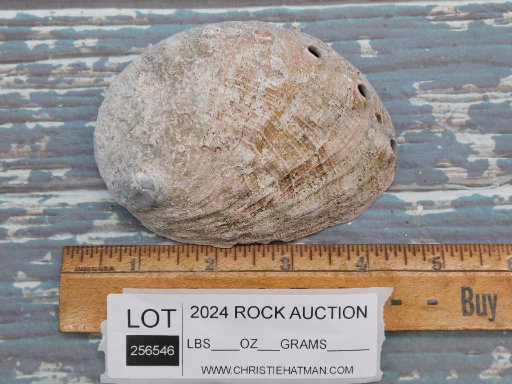 ABALONE SHELL - 2