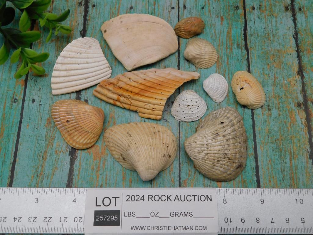 SEA SHELLS - 3