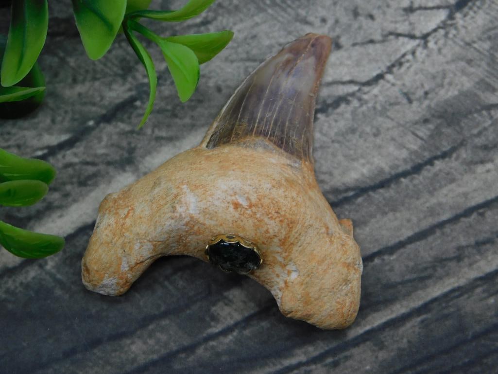 STONE STUDDED SHARK TOOTH ROCK STONE LAPIDARY SPECIMEN: STONE STUDDED SHARK TOOTH ROCK STONE LAPIDARY SPECIMEN