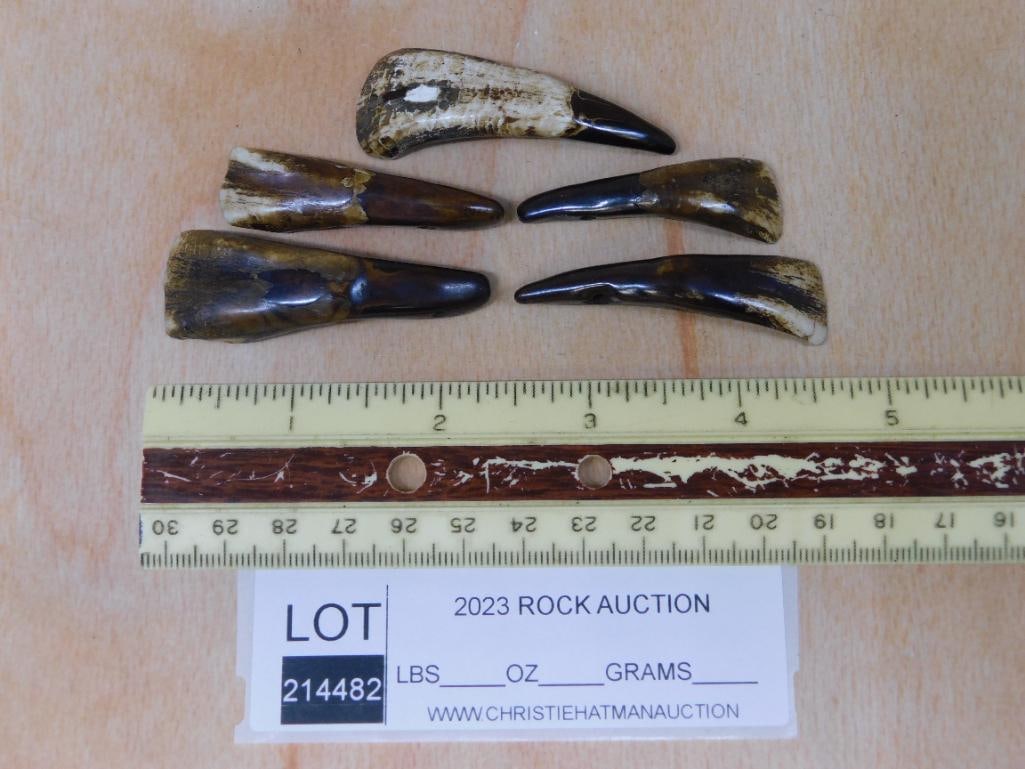 BUFFALO TEETH - 2